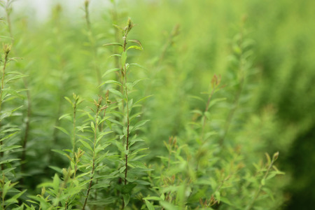 Plantの写真素材