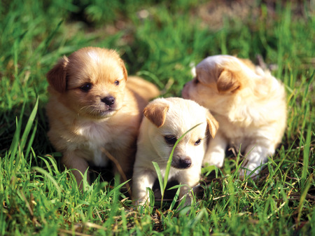 Animalの写真素材