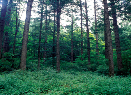Scenics
