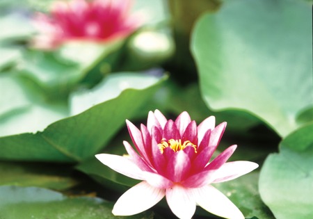 Natureの写真素材