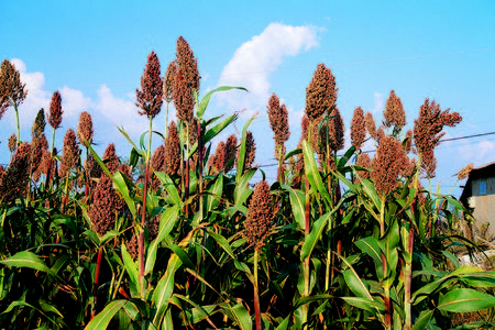 Traditional Korea imageの写真素材