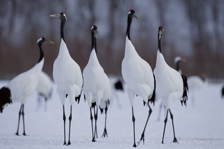 A group of birdの写真素材