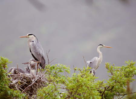 Birds