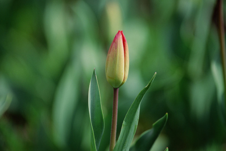 Wild Flowersの写真素材