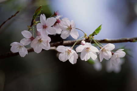 Wild Flowersの写真素材