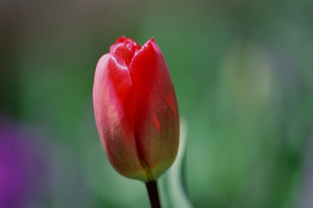 Wild Flowersの写真素材
