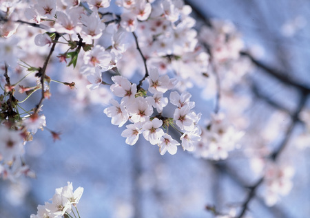 Natureの写真素材