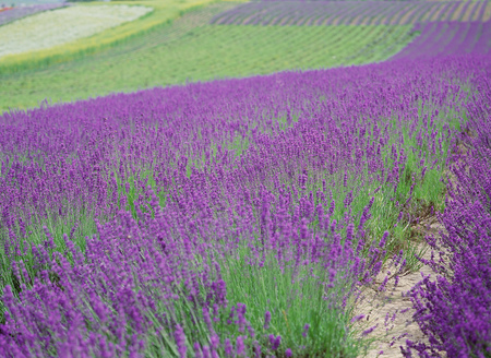 Wild Flowersの写真素材