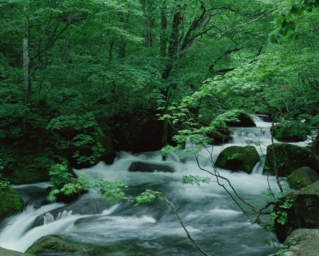 River in the forestの写真素材