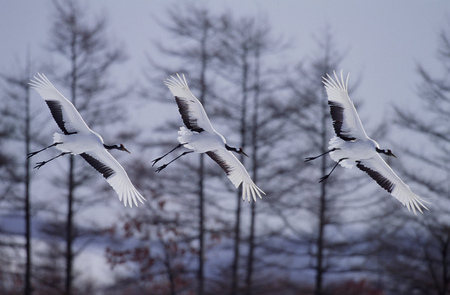 Birds flying on winter seasonの写真素材