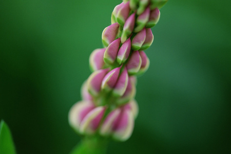 Wild Flowers
