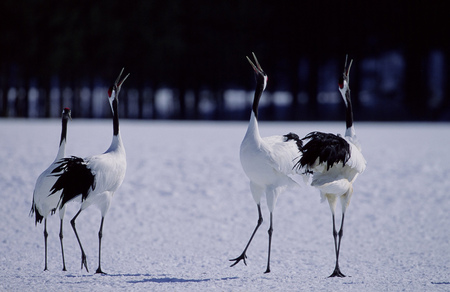 Birds on snowの写真素材