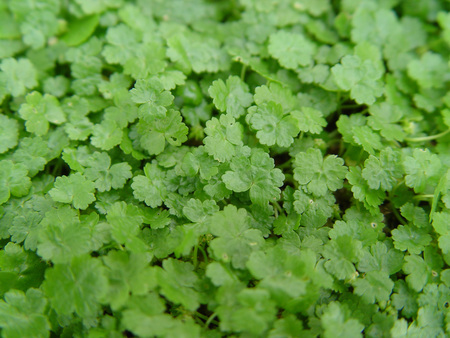 Natureの写真素材