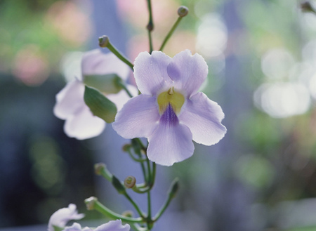 Wild Flowersの写真素材