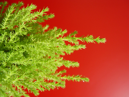 Natureの写真素材