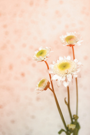 Chrysanthemumの写真素材