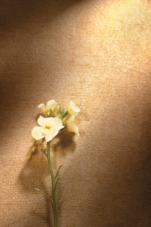 Plantの写真素材