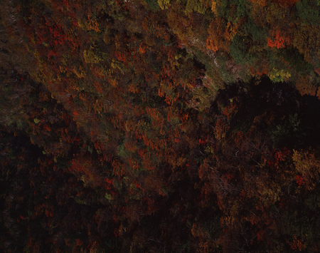 Forest background.の写真素材