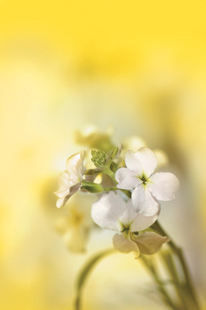 White flowers