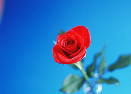 Red roseの写真素材