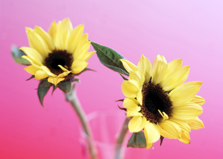 Sunflowerの写真素材