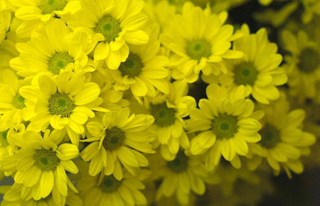 Chrysanthemumの写真素材