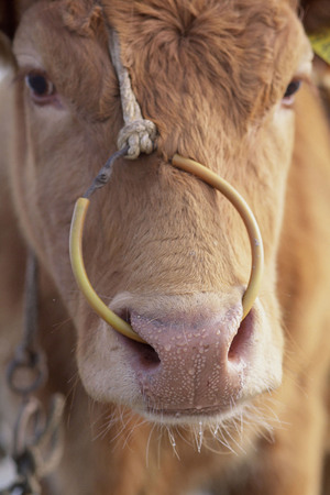 Cow with nose ring