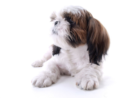 Animalの写真素材