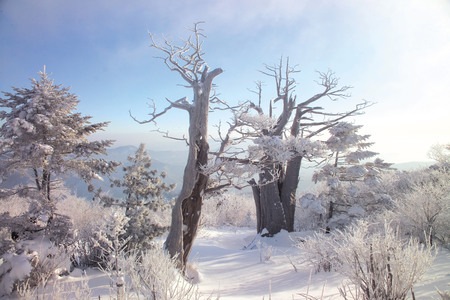 Winter sceneryの写真素材