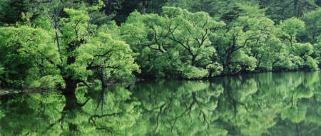 Reflection of green forest