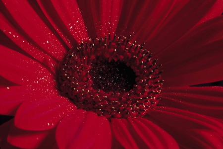Flower close-upの写真素材