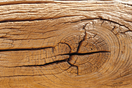 Tree bark Abstractの写真素材