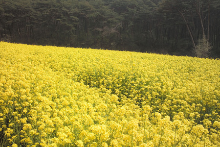 Nature sceneryの写真素材