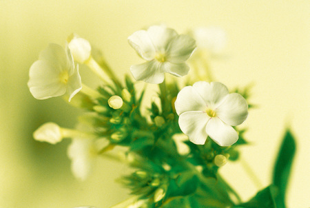 Plantの写真素材