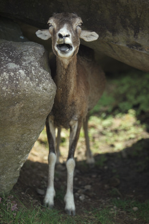 Animalの写真素材