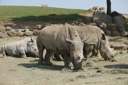 Animalの写真素材