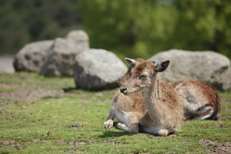 Animalの写真素材