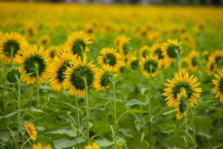 Plantの写真素材