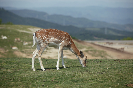 Animalの写真素材