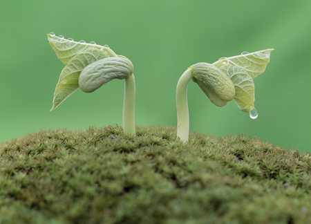 Plantの写真素材