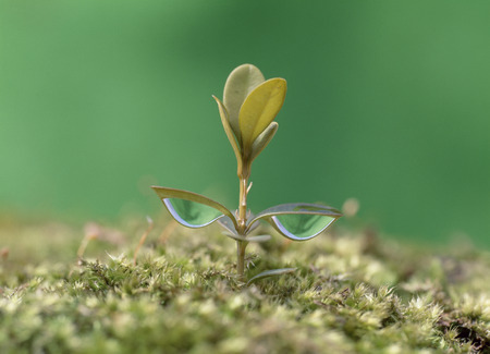 Plant