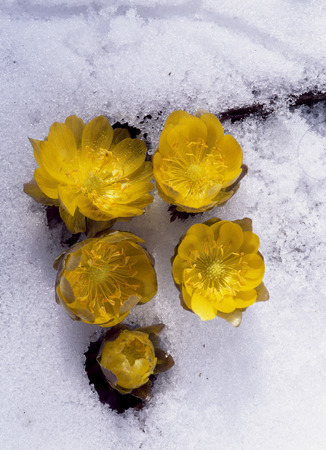 Plantの写真素材