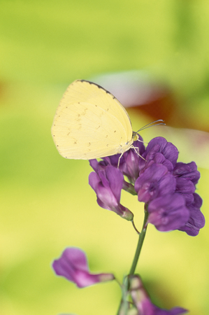 Animalの写真素材