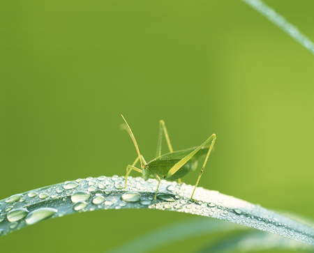 Summerの写真素材