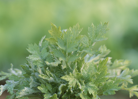 Plant