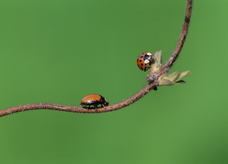Animalの写真素材