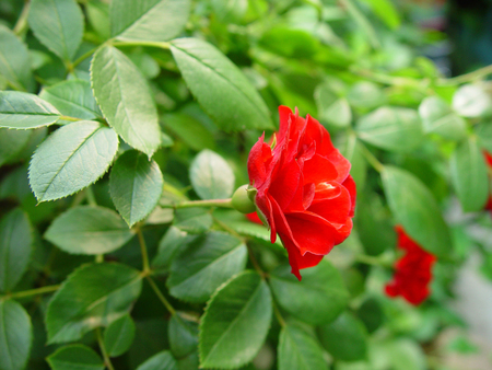 Roseの写真素材