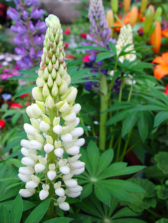 Flowerの写真素材