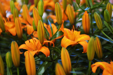 Flowerの写真素材