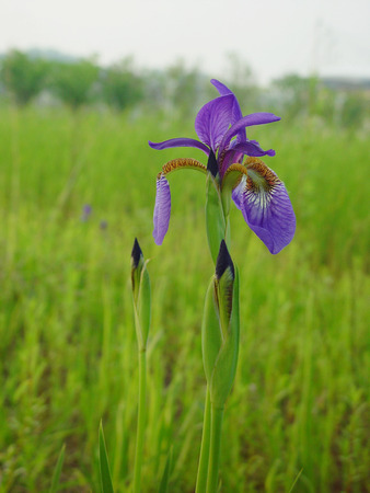 Wildflower